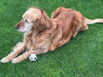 Zlatý Retriever - 9