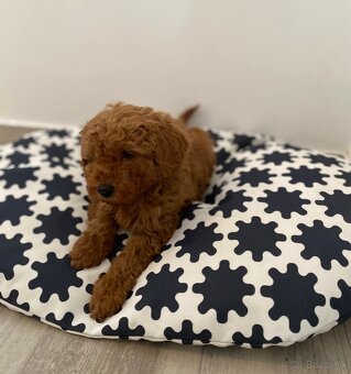 Pudel pudlik poodle - 9