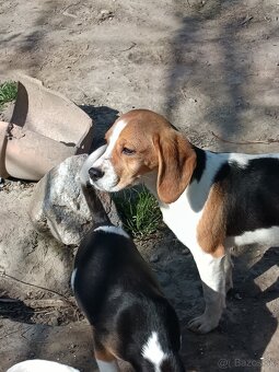 Beagle, bigel, bigl bez PP - 9