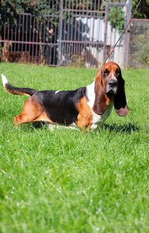 Basset hound , basset , baset - 9
