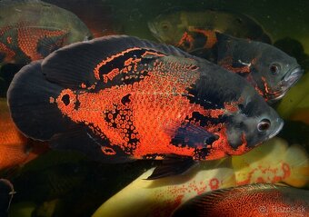 Americké cichlidy - 9