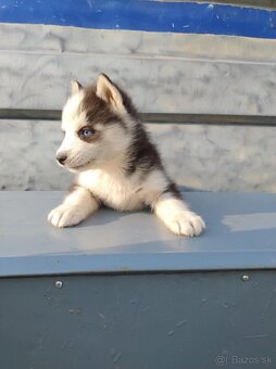 Šteniatka sibírsky husky - 9