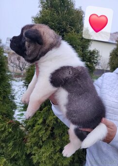 Americká akita s PP - 9