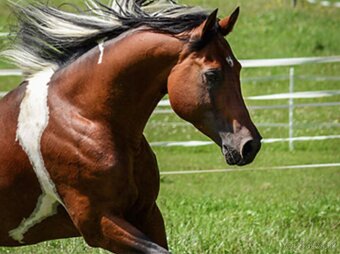 Výnimočná kobylka na predaj - 9