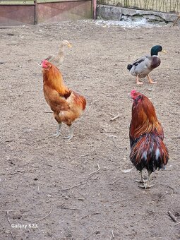 Predám nasadové vajíčka araucana - 9