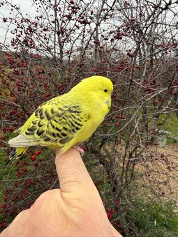 Andulka TCB mlada Maznačik - 9