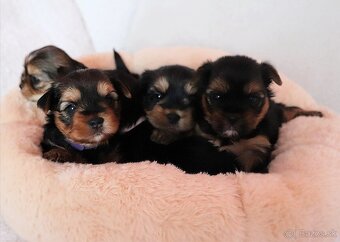 Yorkshire Terrier, York, Jork, Yorkshirsky teriér, šteniatka - 9
