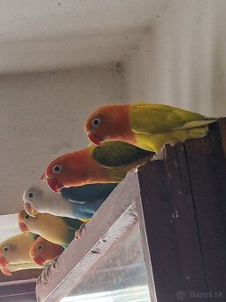 Agapornis fisher - 9