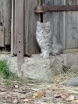 Chlpaté mačiatka - 9