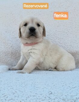 Predám Šteniatka Zlaty retriever-Golden retriever - 9