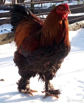 Kohút brahman jarabičí - 9