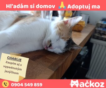 CHARLIE - Darujem mačku / Darujem mačičku - 9