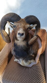 Predám preparát zlatého muflona. Parožie zhody trofeje. - 9