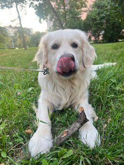 Stráženie psíkov P&M | Košice - 9