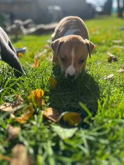 Šteniatka staforda - 9