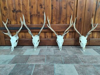 Trofeje jeleňov Sika - 9