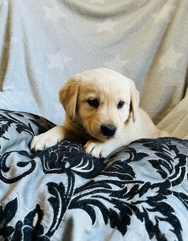 štěňata labrador a – připravena k odběru - 9