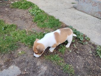 predám Jacky Russel Terier - 9