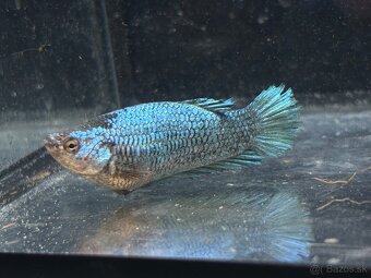Bojovnica pestrá - betta splendens - 9