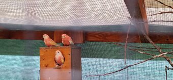 Neofema Bourkova Rubino - 9