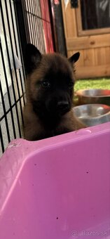 Belgický ovčiak - Malinois - 9