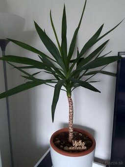 Slonia noha bananovnik kavovnik zamiokulkas fikus yuka - 9