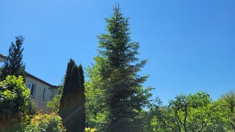Predám za symbolickú cenu cca 7,5 m vysokú jedľu normandskú - 9