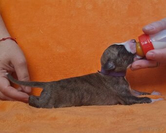 Whippet s PP - 9