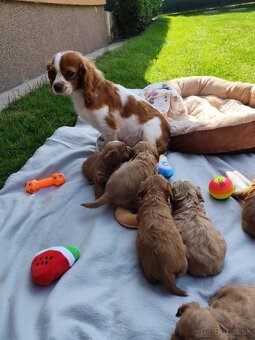 Cavapoo - 9