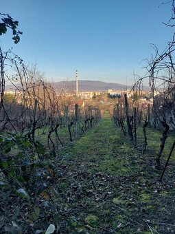 Zl.Moravce na predaj murovaná chatka so záhradou a vinicou - 9