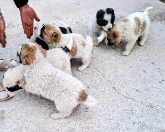 Stredoázijský ovčiak- šteniatká - 9