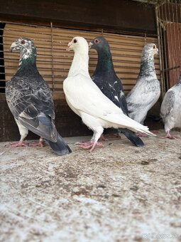 Predám holuby - 9