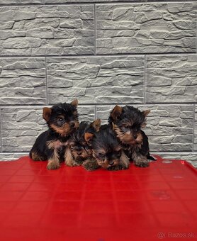 Yorkshirsky terier - 9