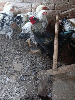 Brahmanka - wiandotka - 9