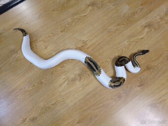 PYTHON REGIUS PIEBALD -DVE PREKRÁSNE SAMICE - 9
