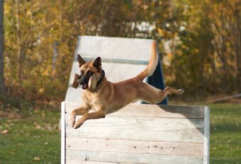 Ponúkam na krytie belgického ovčiaka Malinois - 9