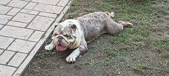 Anglicky buldog - 9