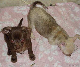 čivava krátkosrstá - 9