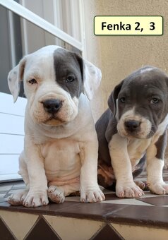 American bully XL, Americký stafordsirsky terier, - 9