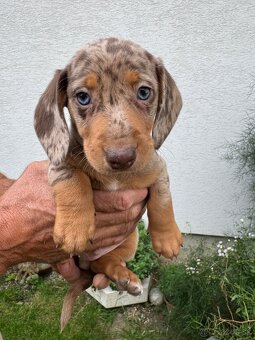 Jazvečík - 9
