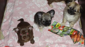 čivava krátkosrstá,dlhosrstá - 9