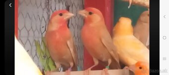 Predám kanáriky a hýle mexické - 9