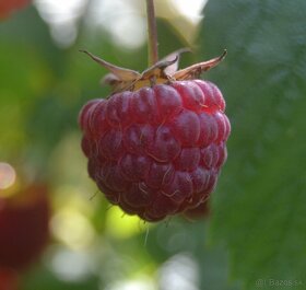 Maliny - žlté, oranžové, červené, fialové, čierne - 9