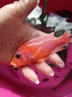 Predám cichlidy - 9