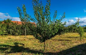 Ovocný sad, veľký stavebný pozemok s IS, obec Málaš, 2745m2 - 9