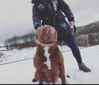 American Bully XL - krytí - 9