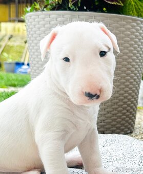 Bullterrier, Bullterier, Bulterier - 9