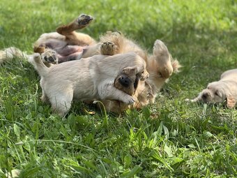 Čistokrvné šteniatko zlatý retriever, psík - 9