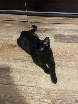 Darujem kocúrika - 9