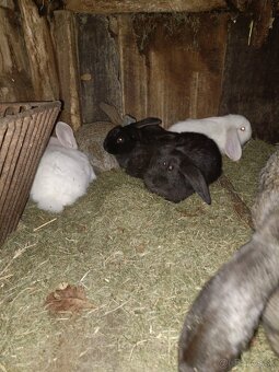 Predám králiky - 9